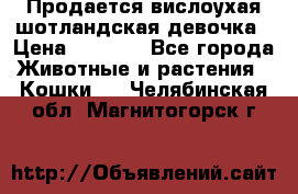 Продается вислоухая шотландская девочка › Цена ­ 8 500 - Все города Животные и растения » Кошки   . Челябинская обл.,Магнитогорск г.